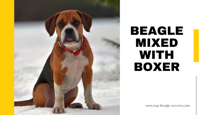Beagle mixed with Boxer: A Crossbreed Companion