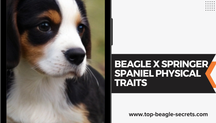 Origins and evolution exploration for Beagle x Springer Spaniel