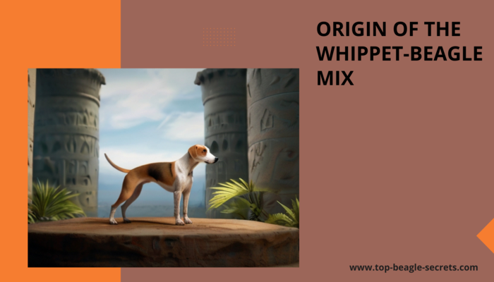 Origin and History of the Whippet-Beagle Mix
