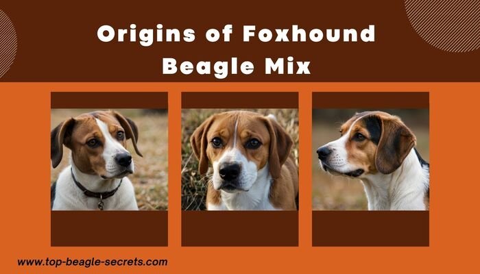 Origins of Foxhound Beagle Mix