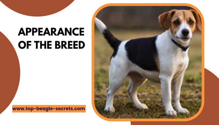 Appearance of the Beagle and Jack Russell Terrier Mix