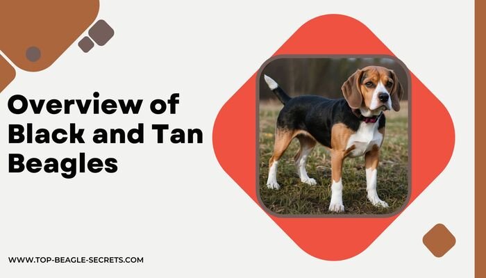 Overview of Black and Tan Beagles