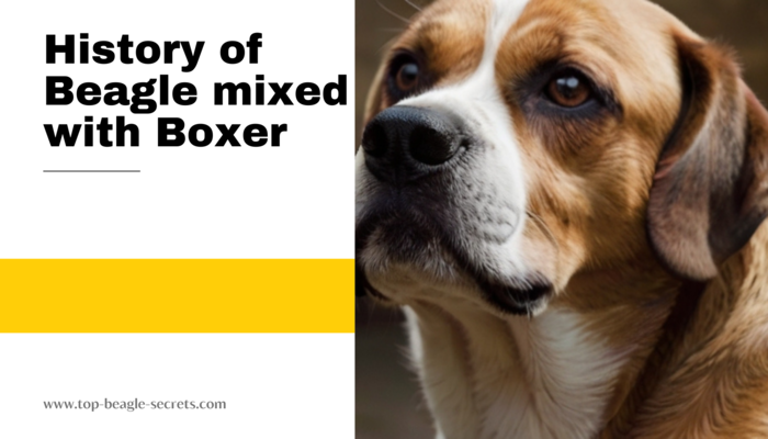 Origin and history of Beagle mixed with Boxer