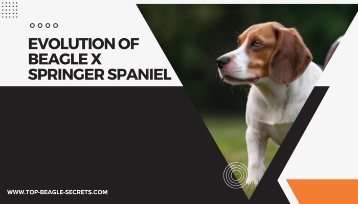 Beagle x Springer Spaniel Physical Traits