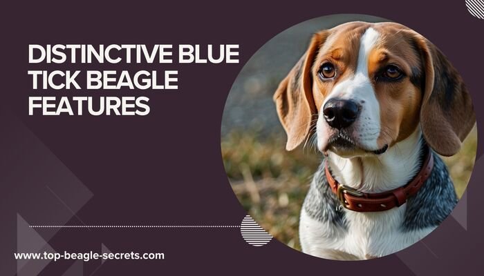 Distinctive Blue Tick Beagle Features