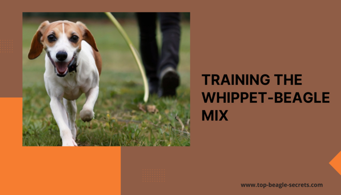 Exercise and Training Requirements for the Whippet-Beagle Mix