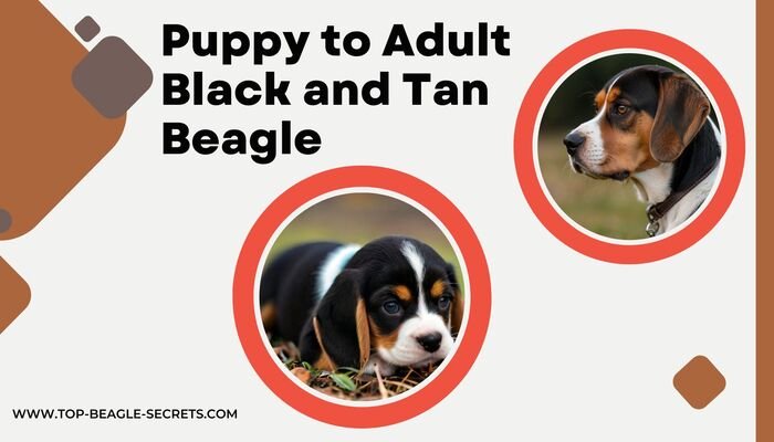 Puppy to Adult Black and Tan Beagle