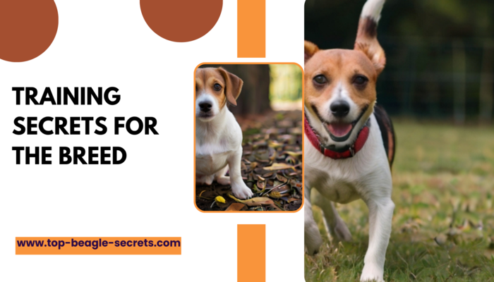 Training secrets for the Beagle and Jack Russell Terrier Mix
