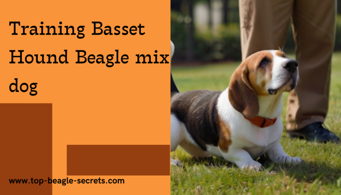 Training and Challenges Basset Hound Beagle mix dog