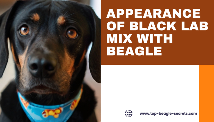 Appearance of Black Lab mix with Beagle