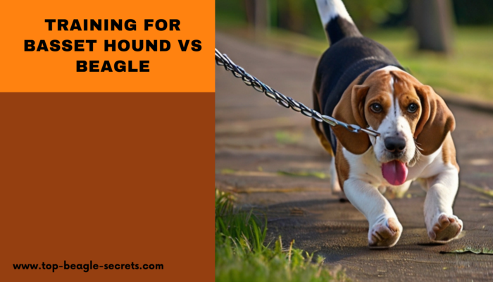 Training requirements for Basset Hound vs Beagle