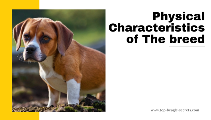 Physical Characteristics of Beagle mixed with Boxer