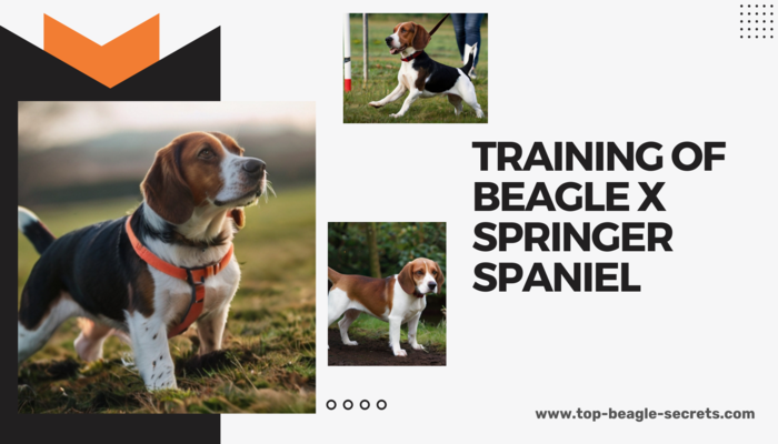 Intelligence and Training of Beagle x Springer Spaniel