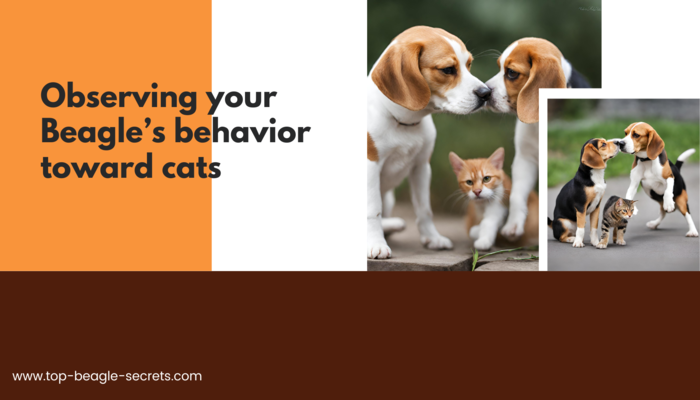 Observing your Beagle’s behavior toward cats