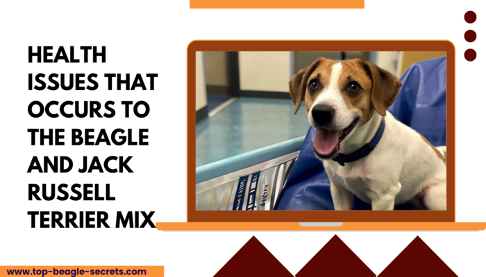 Health Issues that occurs to the Beagle and Jack Russell Terrier Mix