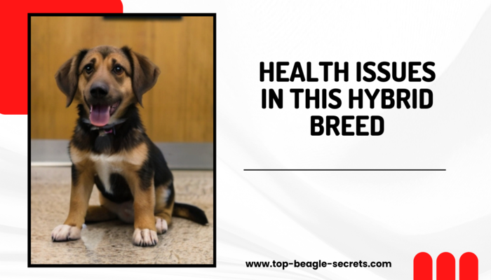 Health issues in this hybrid breed