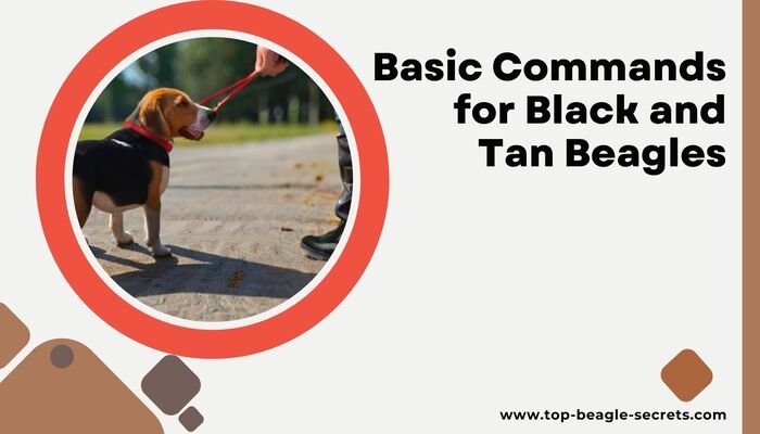 Basic Commands for Black and Tan Beagles