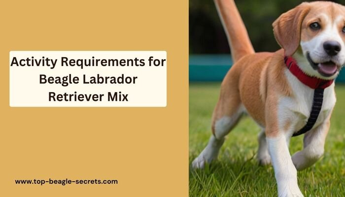 Activity Requirements for Beagle Labrador Retriever Mix