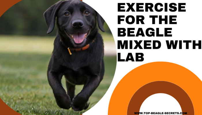 Exercise for Black Lab mix with Beagle
