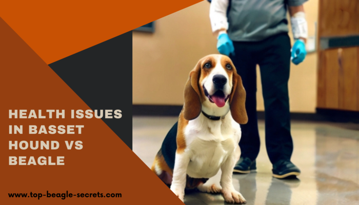 Health issues in Basset Hound vs Beagle