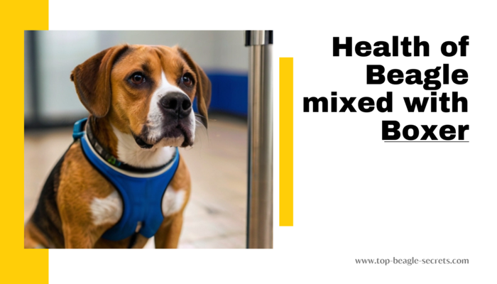 Health Considerations of Beagle mixed with Boxer