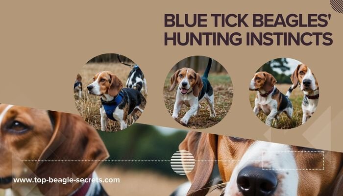 Blue Tick Beagles' Hunting Instincts