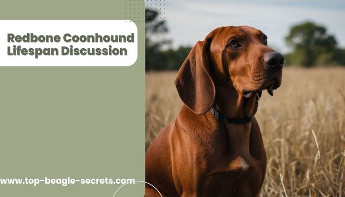 Redbone Coonhound Lifespan discussion