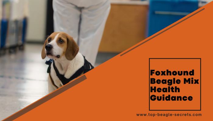 Foxhound Beagle Mix Health Guidance