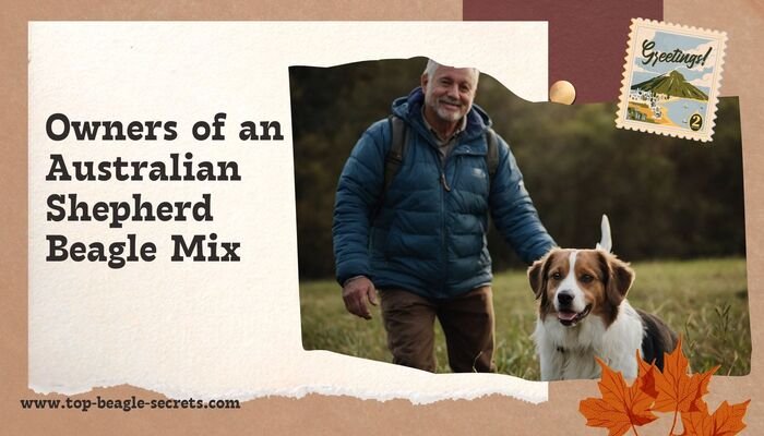 The Ideal Owners of an Australian Shepherd Beagle Mix